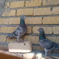 جفت پلاکی مسافتی پلاک پا