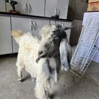 کهره نر سرحال با آذوقه