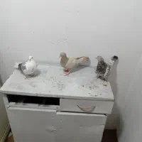 کبوتر همدانی رنگی