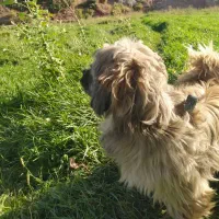 سگ شیتزو|سگ|مشگین شهر, |دیوار