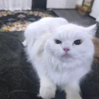 گربه خانگی|گربه|جوانرود, |دیوار