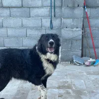 سگ قدریجونی نر|سگ|خمین, |دیوار