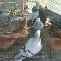 کرمانی والمانی|پرنده|قائن, |دیوار