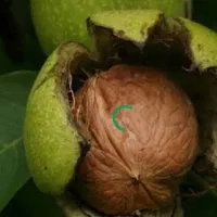 گردو|خوردنی و آشامیدنی|آشخانه, |دیوار