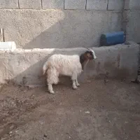 بزغاله ماده فقط دو میلیون دویست هزار