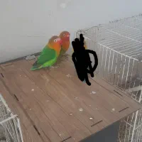 کوتوله برزیلی