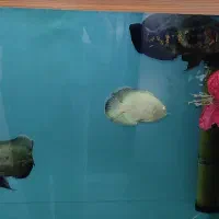 ماهی اسکار سلطنتی|ماهی|تبریز, |دیوار