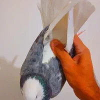 ماده شازده هفرنگ شب مونده|پرنده|زابل, |دیوار