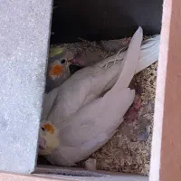 طوطی عروس مولدبشرط باقفس ولانه وسایل|پرنده|اقبالیه, |دیوار