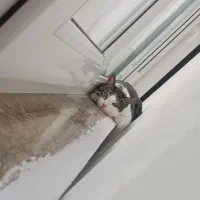 واگذاری گربه خانگی|گربه|بندر انزلی, مسکن مهر|دیوار