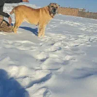 سگ ۷سال|سگ|تایباد, |دیوار