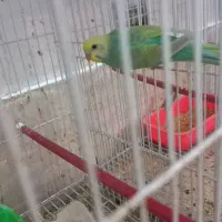 مرغ عشق خاص رینبو خاص رنگین کمانی|پرنده|تهران, سجاد|دیوار