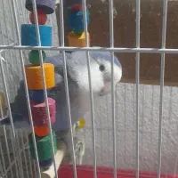 طوطی برزیلی