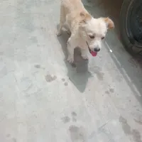 سگ پامر