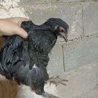 جوجه ی نژاددار|حیوانات مزرعه|شاهین دژ, |دیوار