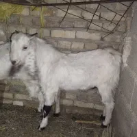 یک عدد تروشت و بز گلابی مخصوص مالداری|حیوانات مزرعه|ایرانشهر, |دیوار