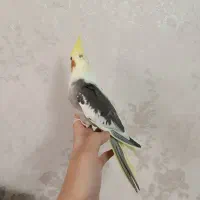 عروس هلندی دو ماهه