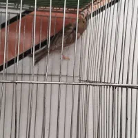 قناری|پرنده|خمینی‌شهر, |دیوار