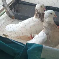 باخت رفته دونه ای ۲میلیون میدم