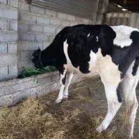 دوراس گاو جوان باردار هلشتاین به فروش میرسد