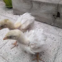 جوجه ی ۲ ماهه سرحال و خوش اشتها