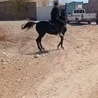 با سلام یک راس اسب نریان نژاد کرد|اسب و تجهیزات اسبسواری|ماهان, |دیوار