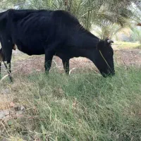 گاو آوس|حیوانات مزرعه|کهنوج, |دیوار