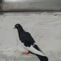 کبوتر یهودی