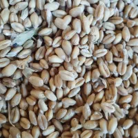 گندم آبی درجه یک