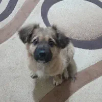 سگ پاکوتاه|سگ|بجنورد, |دیوار