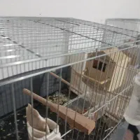 فنچ نرگسی معاوضه