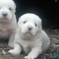 توله سگ الابای نرو ماده زیر فی نگهبان گله ای محافظ