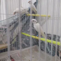 قناری مست خون 3عدد ابلغ زرد سوپر کشیده مست خون