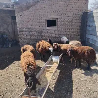 بره نر درجه یک پرواری