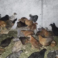 جوجه گلپایگان دوماهه