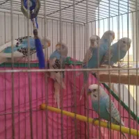 فروش مرغ عشق