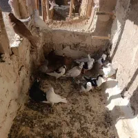 کفتر پرشی|پرنده|فرح دشت, |دیوار