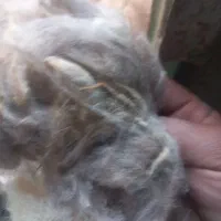 پشم گوسفندی تمیز