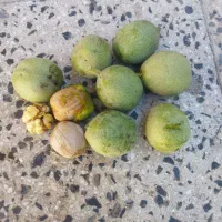 گردو