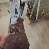 سرور|پرنده|ابهر, |دیوار