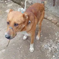 گمشده این سگ