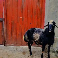 قوچ ترکمنی فروش فوری