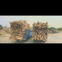 خرید انواع چوب تر و خشک وضایعات