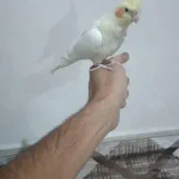 عروس هلندی نر لوتینو|پرنده|صفادشت, |دیوار