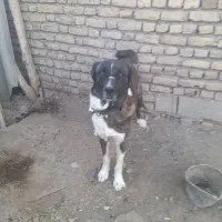 سگ فروشی|سگ|زاوه, |دیوار