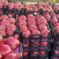 فروش-باغ-اناری-درکوهمره-سرخی