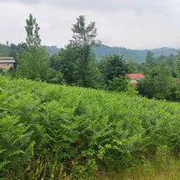 زمین در سطلسر لاهیجان|فروش زمین و ملک کلنگی|لاهیجان, لیل|دیوار