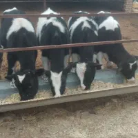 هلشتاین گوساله|حیوانات مزرعه|بوئین زهرا, |دیوار