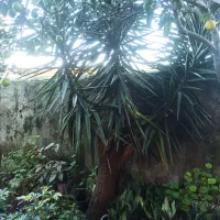 گل یا درخت یوکا اصلی