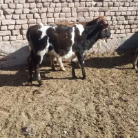 گوساله ماده